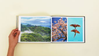 BOSQUES MGICOS自然摄影书籍设计